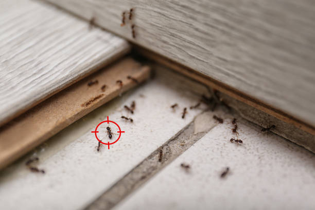 Pest Control for Restaurants in Frederick, CO