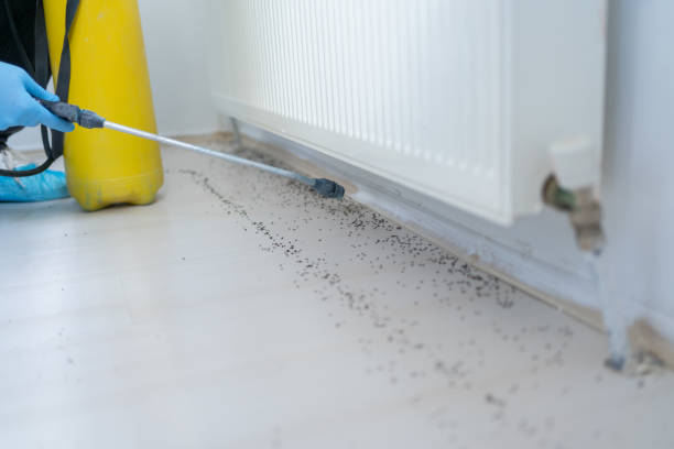 Reliable Frederick, CO Pest Control Solutions